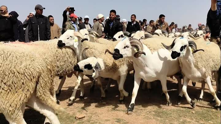 Le marché des bestiaux à Berguent autrefois Aïn Beni Mathar