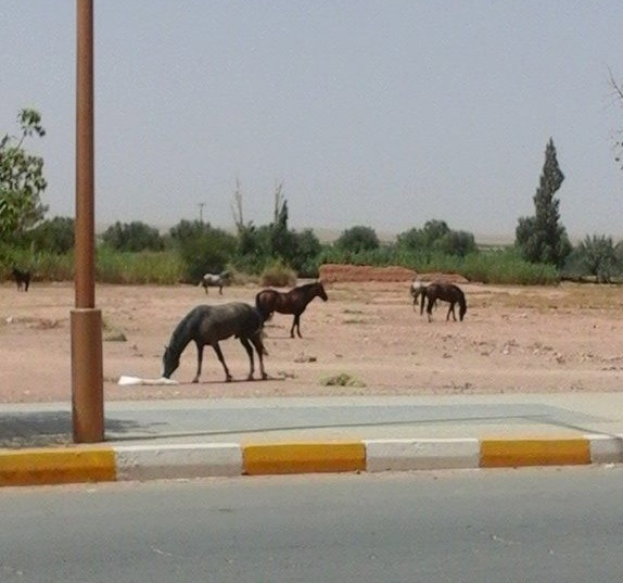 القصبات التاريخية بعين بني مطهر